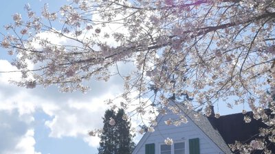 White Cherry Blossoms